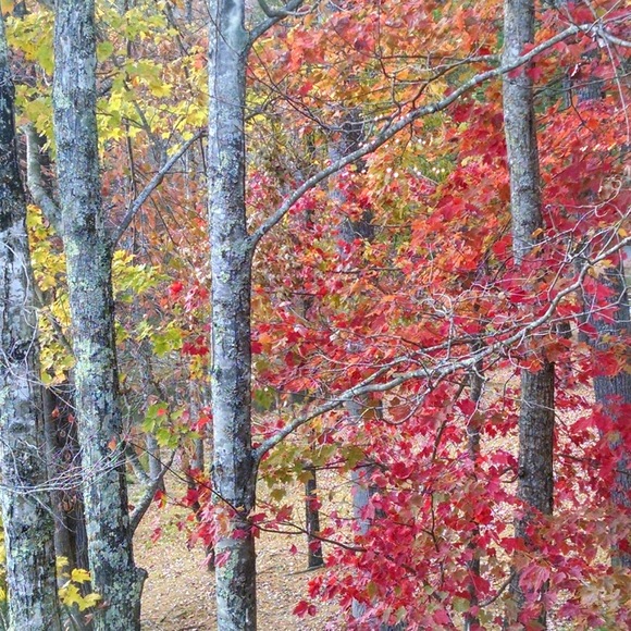 Meet your Posher, Donna - Picture 1 of 1